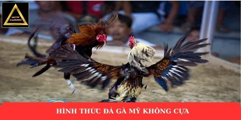 Hình thức đá gà Mỹ không cựa