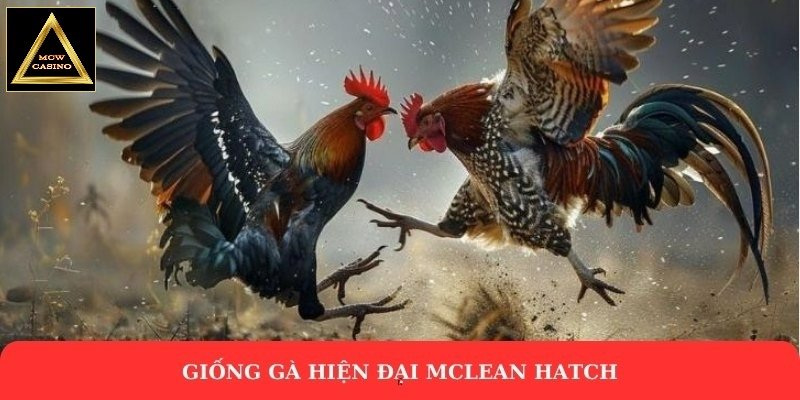 Giống gà hiện đại McLean Hatch