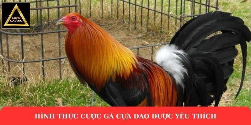 Hình thức cược gà cựa dao được yêu thích