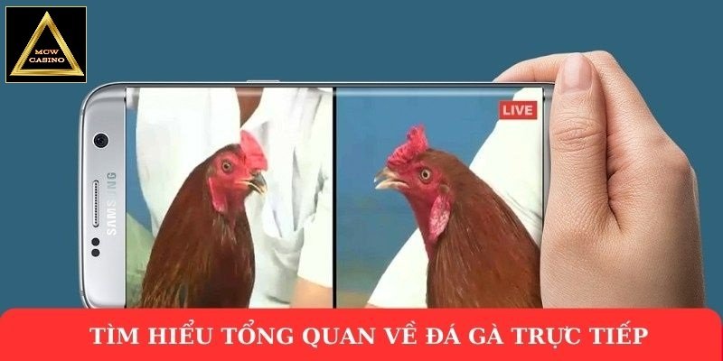 Tìm hiểu tổng quan về đá gà trực tiếp