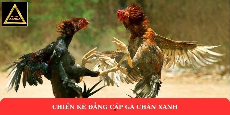 Chiến kê đẳng cấp gà chân xanh