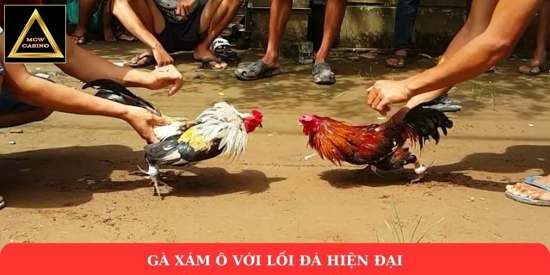 Gà xám ô với lối đá hiện đại