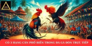 Có 3 hạng cân phổ biến trong đá gà đòn trực tiếp