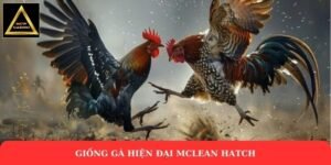 Giống gà hiện đại McLean Hatch